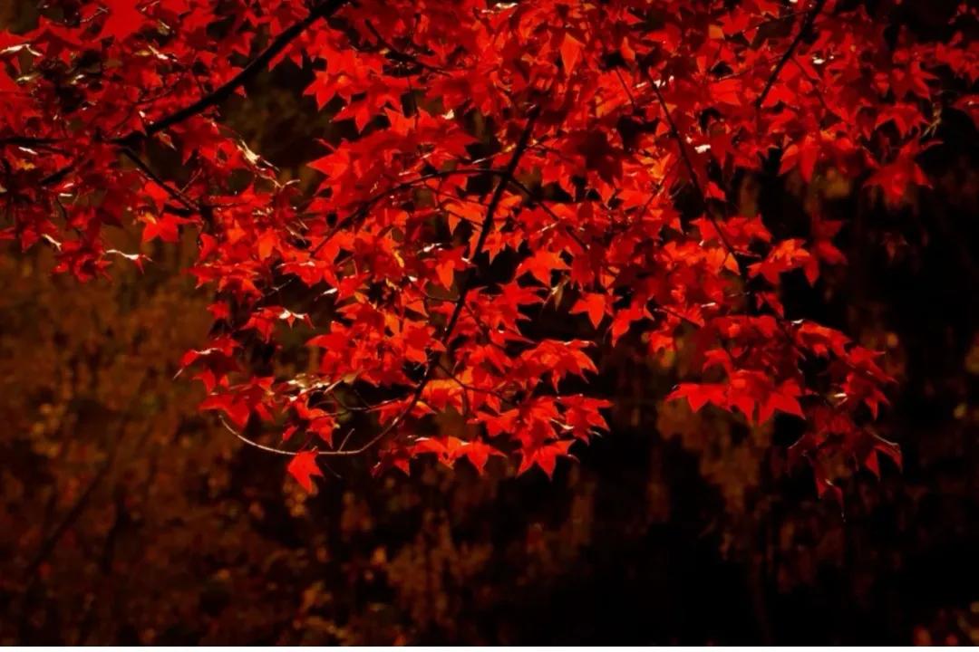 北京必去的30个赏秋地点,赏秋京城内外高颜值秋景大盘点