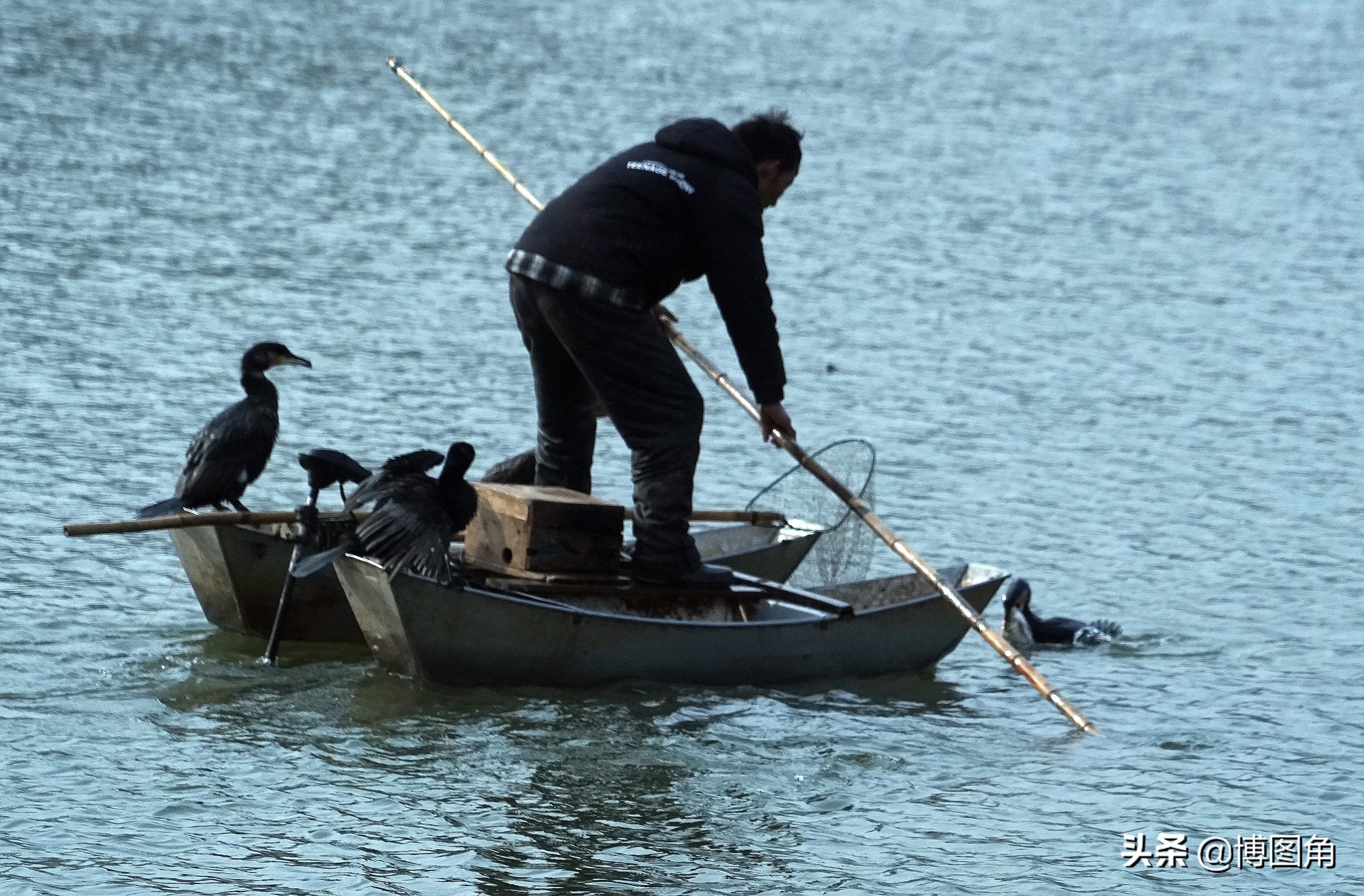 鸬鹚捕鱼渔民生活实拍精彩的瞬间,渔民与鸬鹚捕鱼图片
