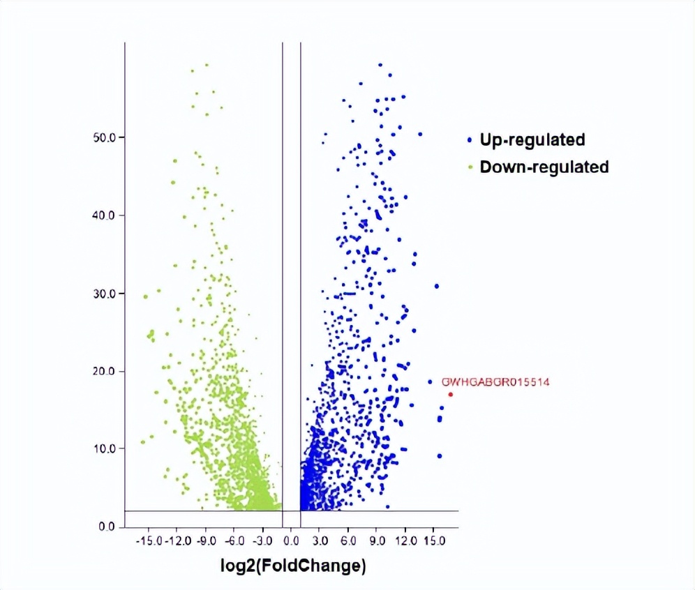 柞蚕肠道消化酶高表达ApMCP1基因的克隆