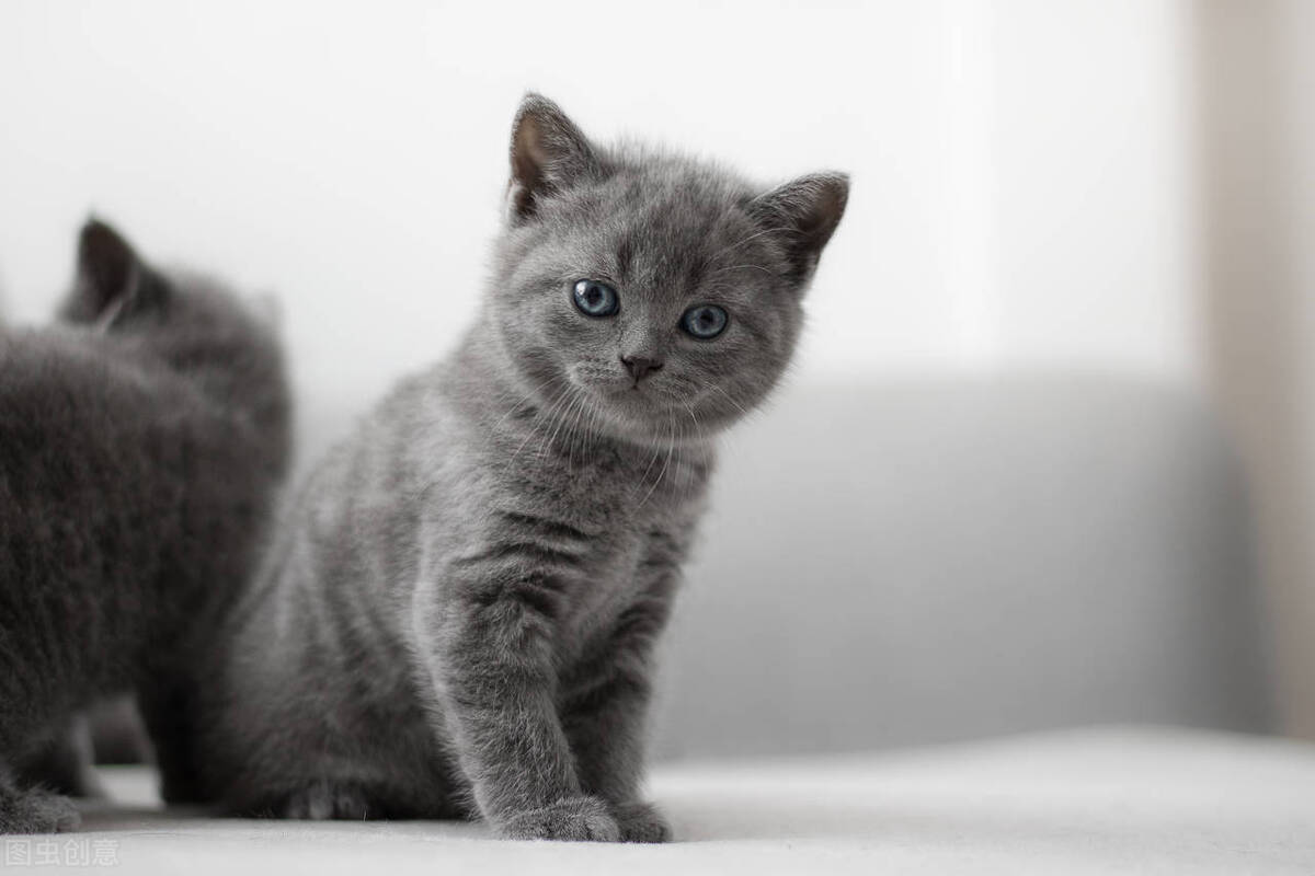 如何预防猫瘟最有效的方法,猫瘟致死