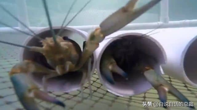 龙虾青龙和花龙区别,龙虾也是生物为什么我们要吃它