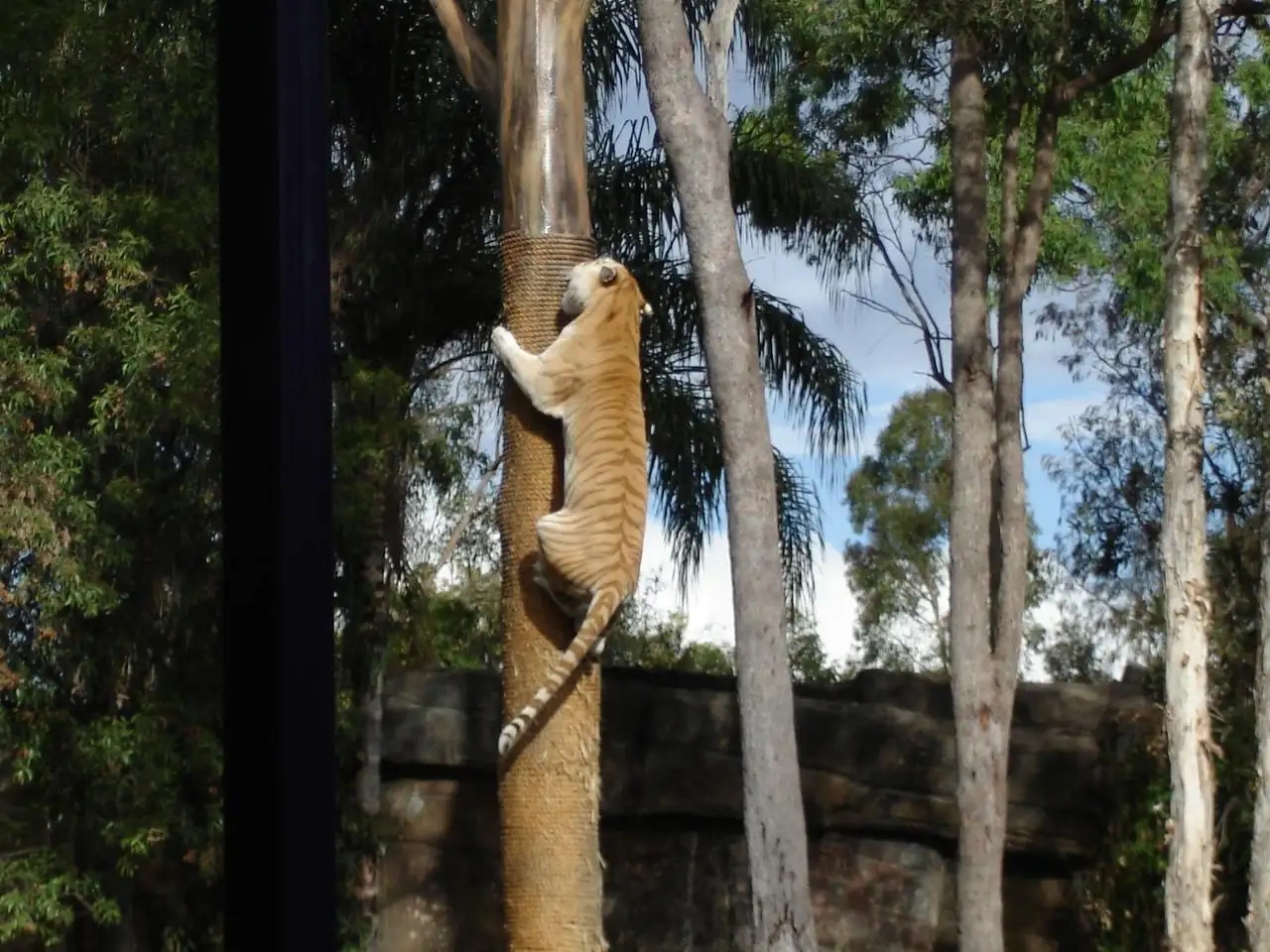 老虎豹子都会洗澡为什么猫不会,老虎是猫科动物那么老虎会爬树吗