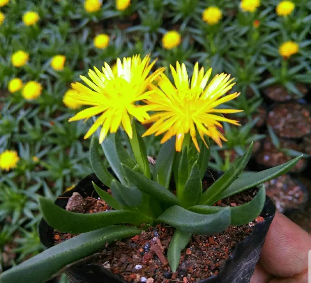多肉植物石头开花,多肉石头花秋季