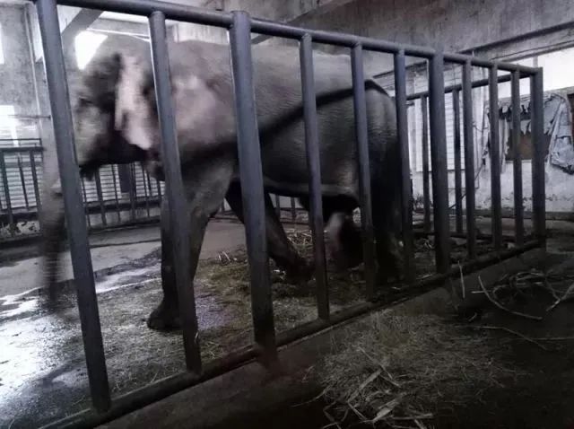 陈乔恩小象,陈乔恩拯救小象