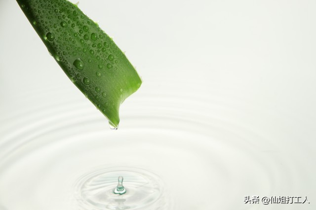 家里养的芦荟正确使用方法,家里养的芦荟怎么用最好