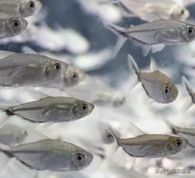 什么鱼观赏鱼不吃水草,什么鱼不会啃食绿苔