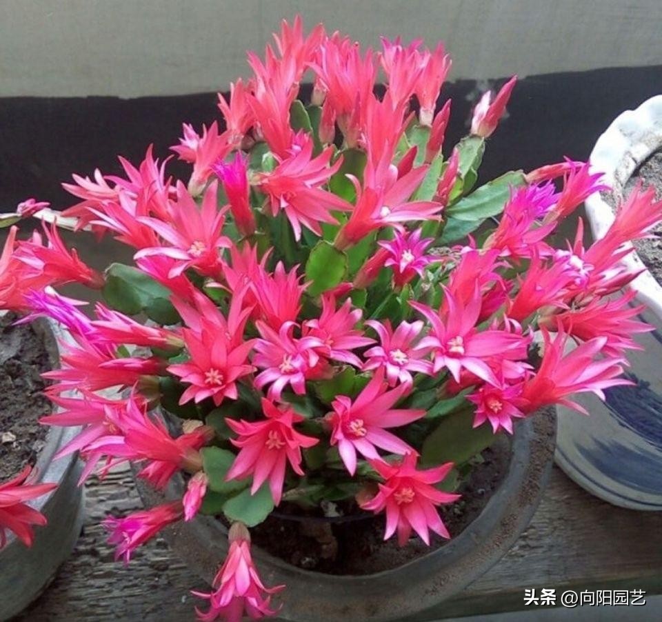 买的花回来养掉叶子,刚买回来的花养两天就枯了