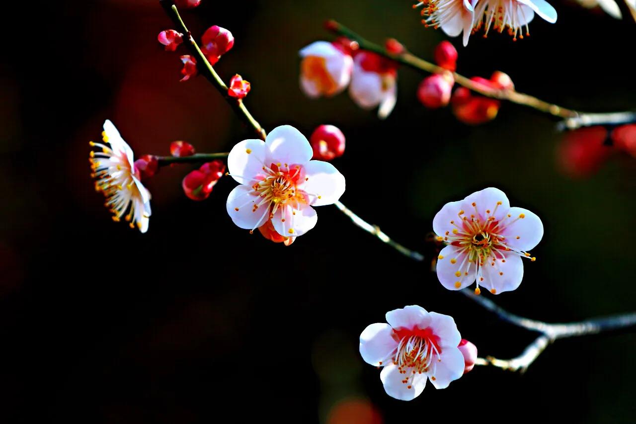 白梅花绽放视频,白梅花盛开