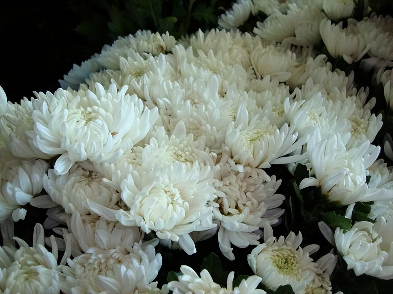 3类花,“白送”都别要,明白人都往外扔,可别再往家带了