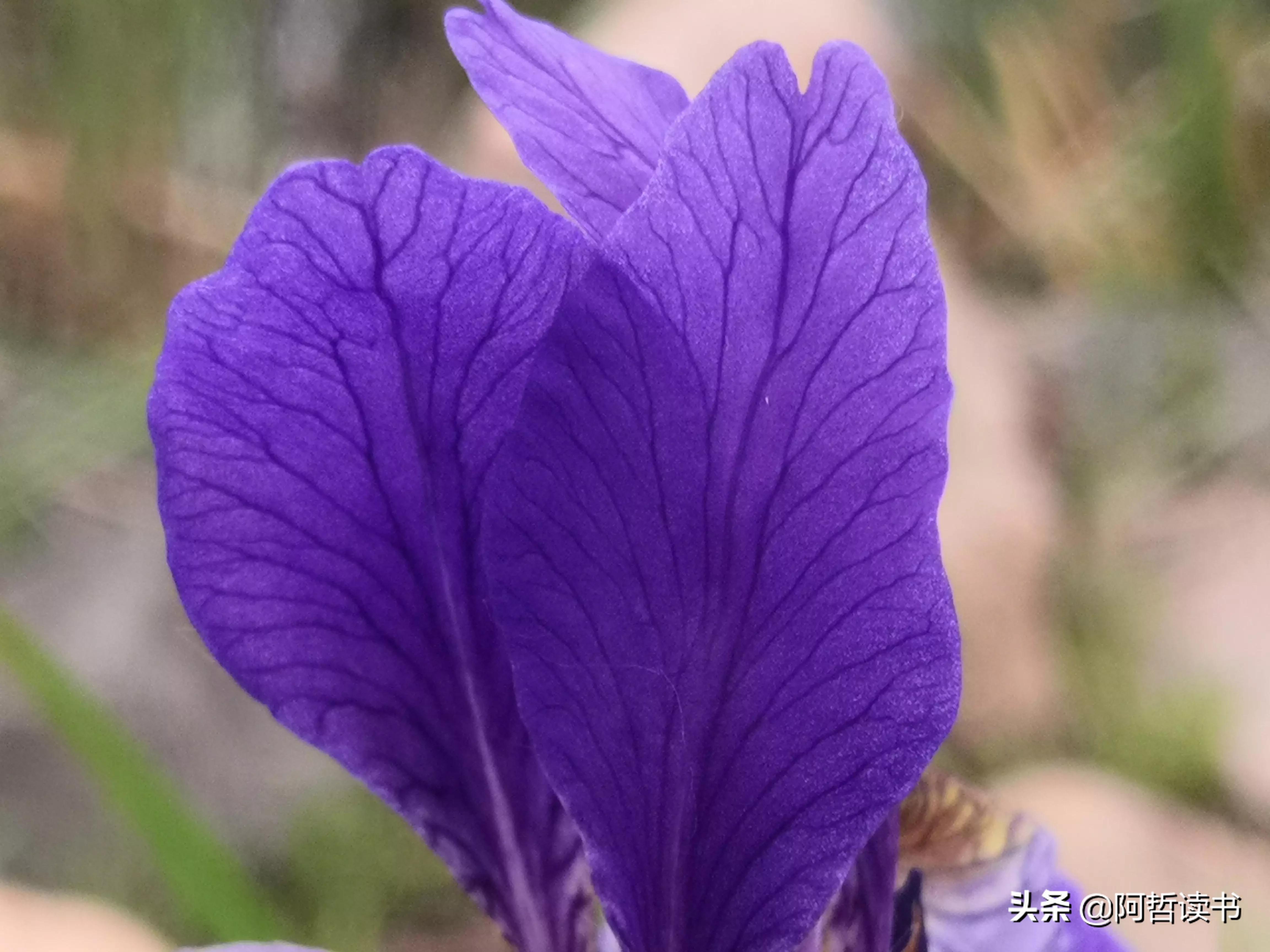 婀娜多姿鸢尾花,鸢尾花婀娜多姿