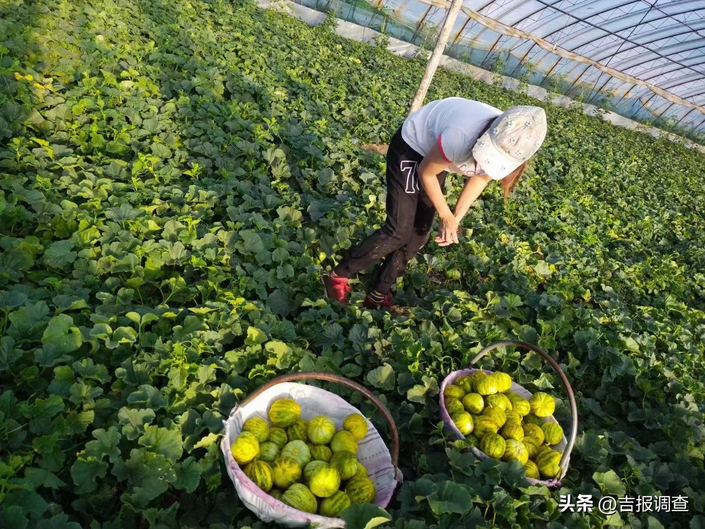 长春德惠大棚香瓜已开园上市,德惠现采摘大个香瓜推荐