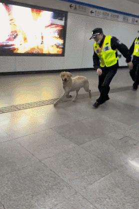 金毛误入地铁站后续,金毛闯地铁