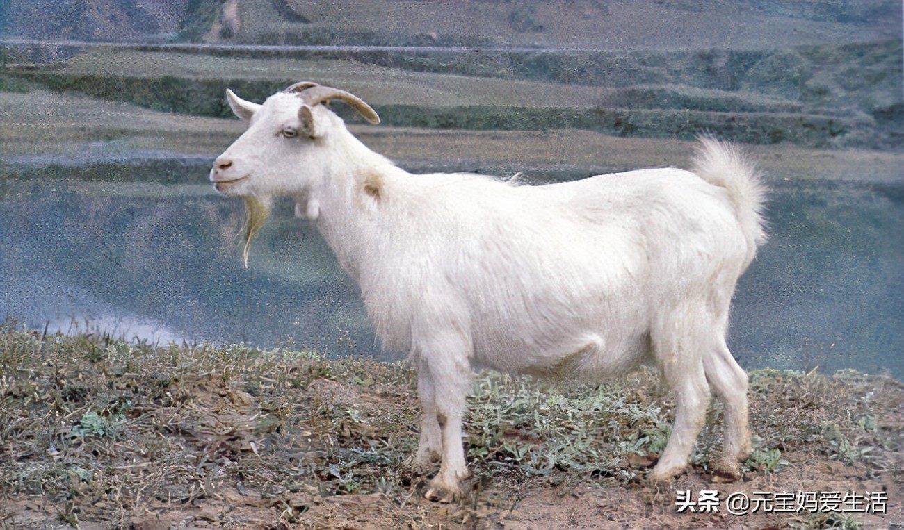 上坟祭祀一般拿几样供品,上坟后的供品可以带走吗