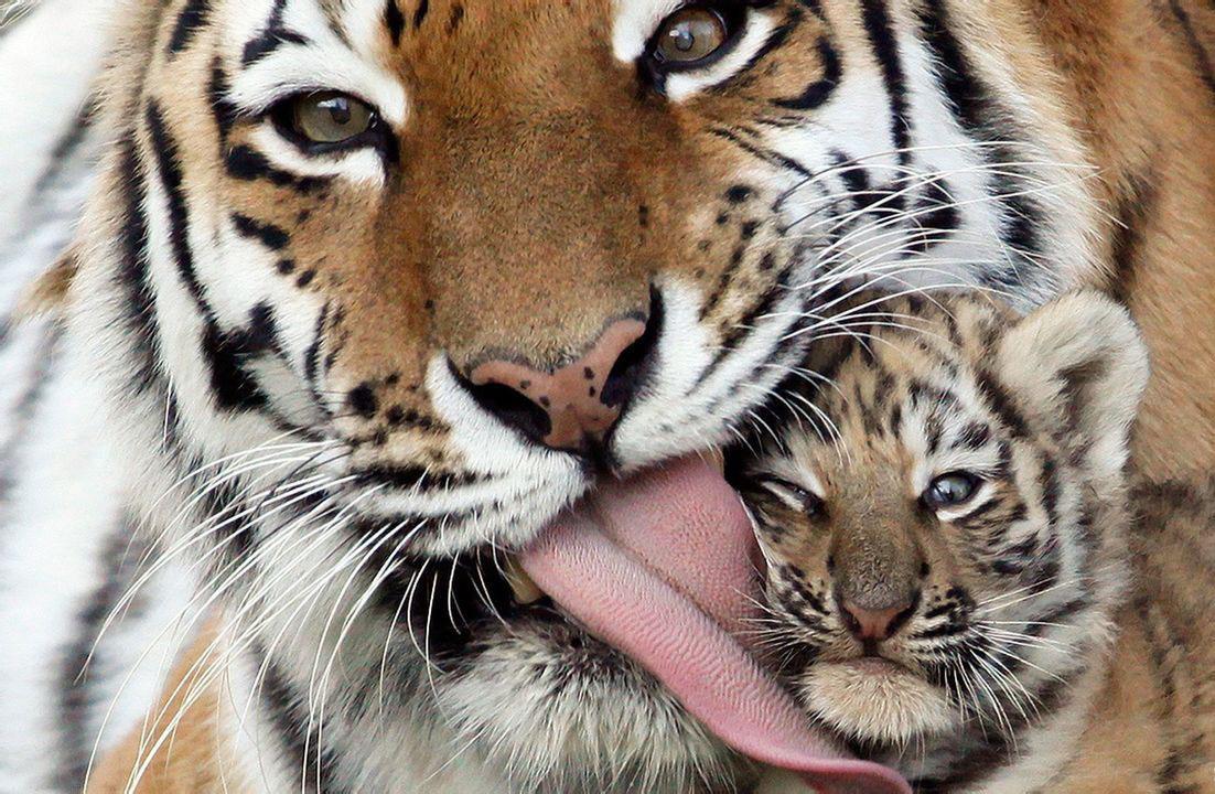 猫舌头上的倒刺和老虎的倒刺,老虎舌头的倒刺会伤到自己吗