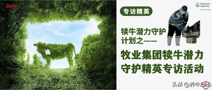 乐源牧业陈玖林|培养高潜力后备牛，输送高质量头胎牛