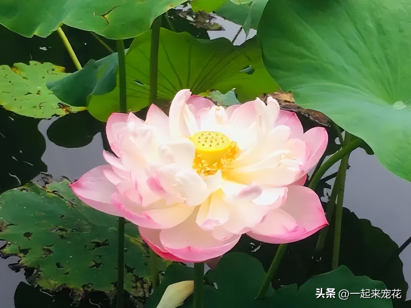 最好养又开花的四种花,五月份被公认阳台最好养的10种花