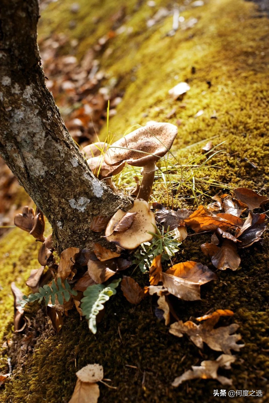 森林里的“树屋”：丹麦森林中建造的酒店，美到让人窒息