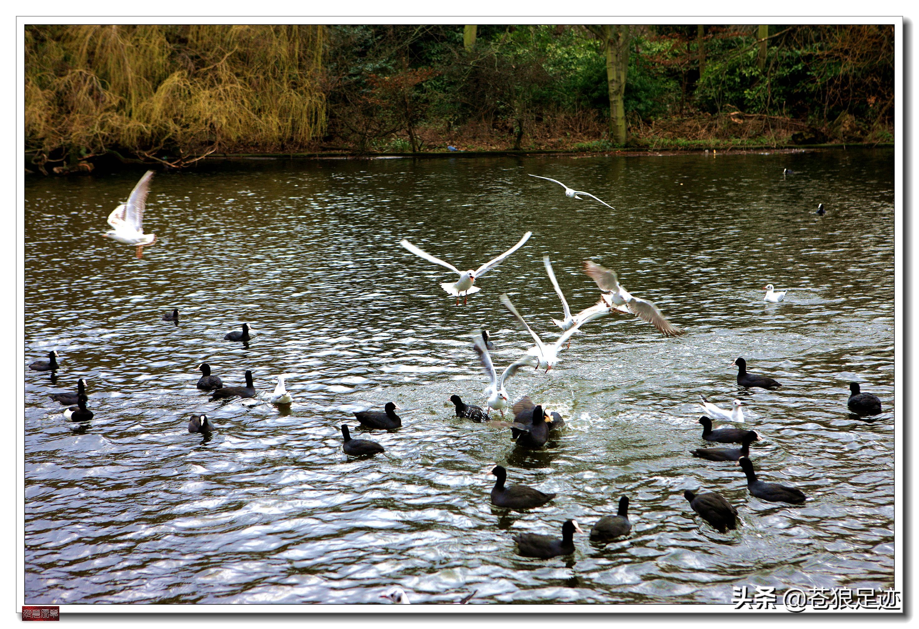 英国海德公园全景,英国皇家园林海德公园