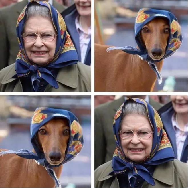 一只被抛弃的小狗逆袭变身超狗,一只被逆袭的中国狗狗