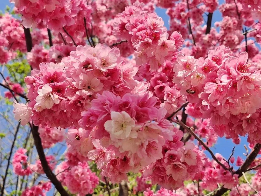 呈贡可以露营的公园,呈贡附近小众的露营地