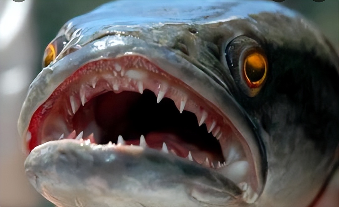 <html>
<head><title>502BadGateway</title></head>
<body>
<center><h1>502BadGateway</h1></center>
<hr><center>nginx</center>
</body>
</html>
<!--apaddingtodisableMSIEandChromefriendlyerrorpage-->
<!--apaddingtodisableMSIEandChromefriendlyerrorpage-->
<!--apaddingtodisableMSIEandChromefriendlyerrorpage-->
<!--apaddingtodisableMSIEandChromefriendlyerrorpage-->
<!--apaddingtodisableMSIEandChromefriendlyerrorpage-->
<!--apaddingtodisableMSIEandChromefriendlyerrorpage-->
