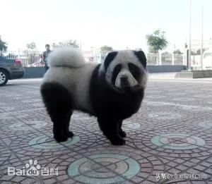 猛犬松狮犬图片,松狮犬是大型犬还是小型犬