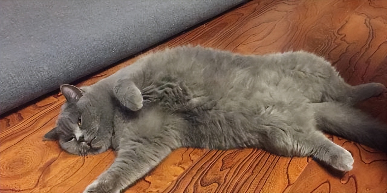 猫咪绝育记仇的表现,猫咪被绝育后有什么好处吗