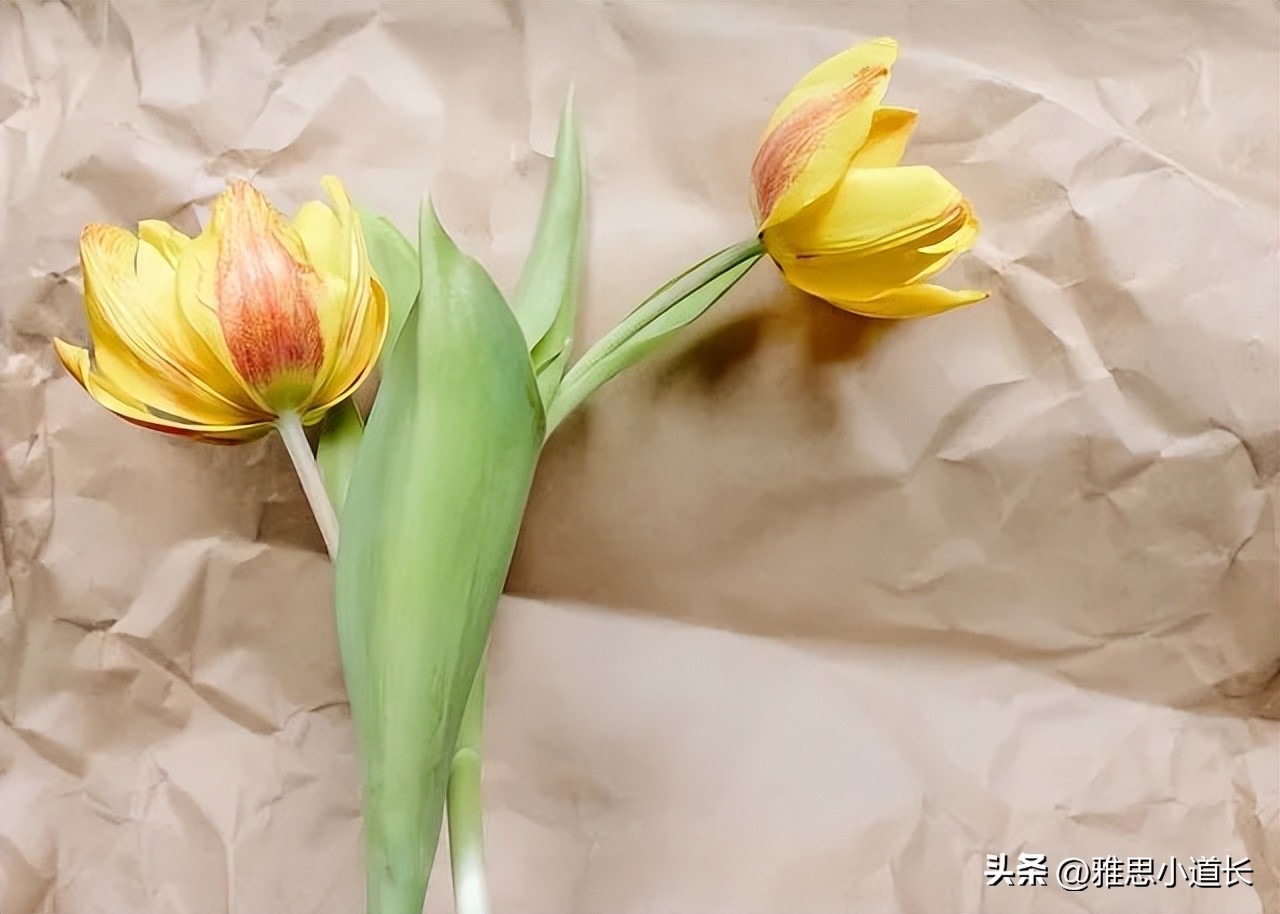 外国人聊天发个耳朵啥意思,外国人聊天常用缩写oo