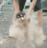 神回复：老鼠贴粘到的，吃了不会犯法吧？网友：自首，争取死缓