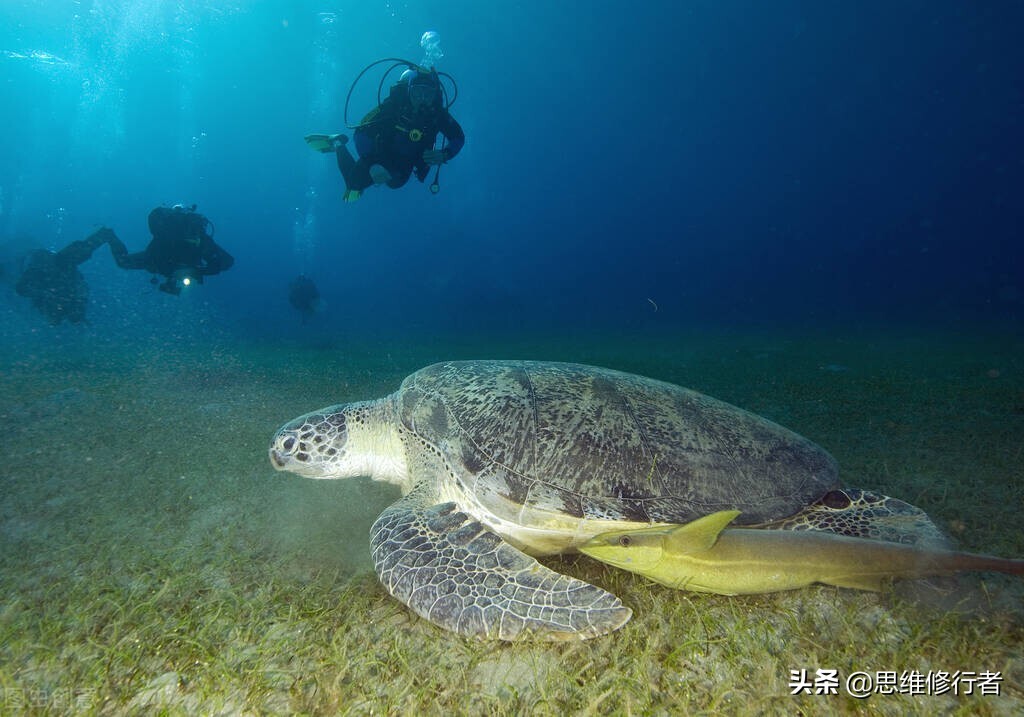 松鼠祸害粮食怎么办有什么妙招,如何解决松鼠破坏农作物