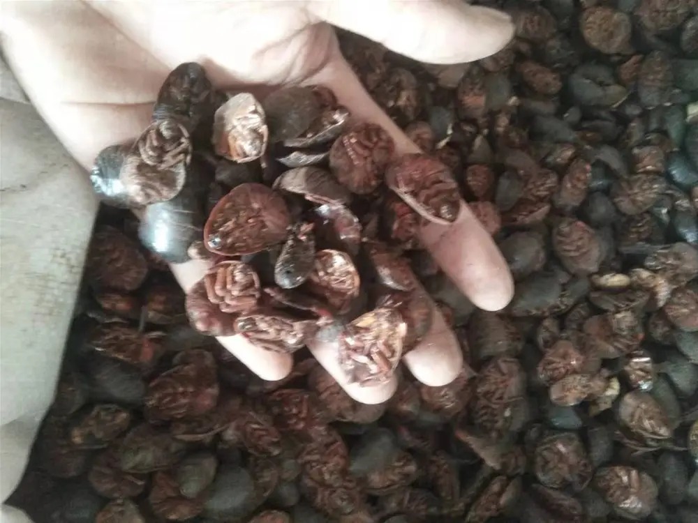 观音虫价格,观音虫是什么虫