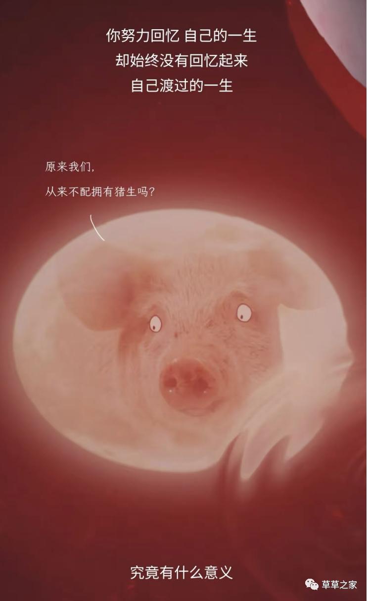 自强不息的一生，*猪种**的一生，生下来就被注定，看后你会感同身受