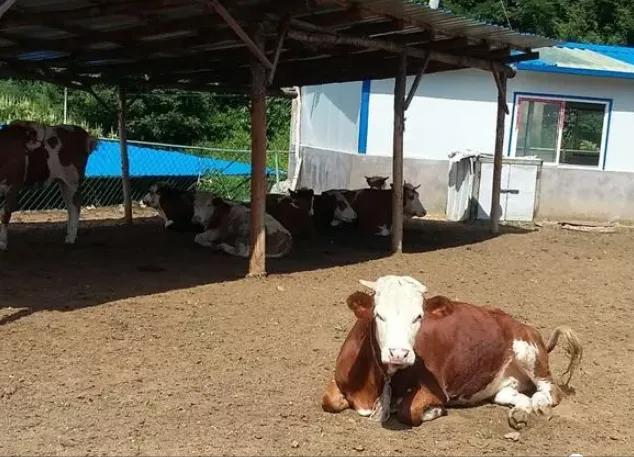 母牛突然在圈里跳来跳去是怎么了,母牛突然倒了站不起来怎么回事