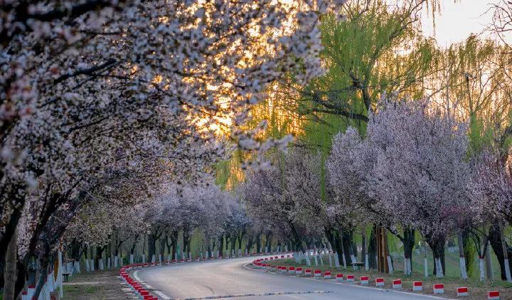 济南的春天来了吗,济南春天来了