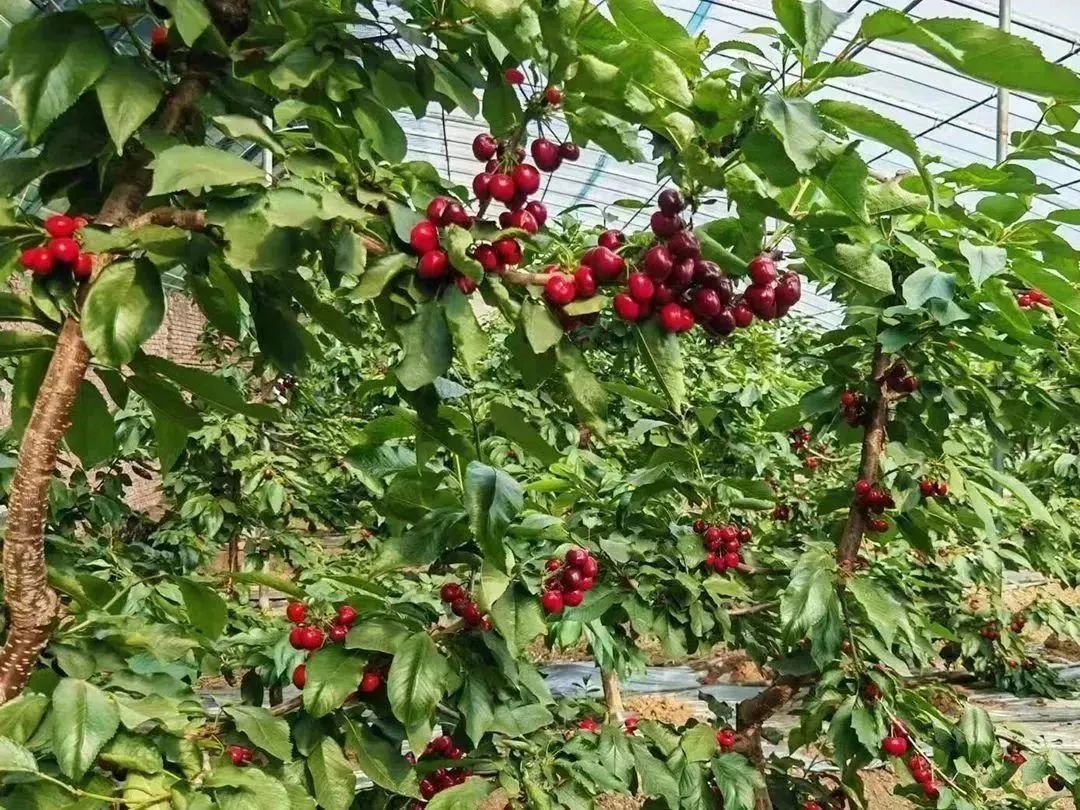 顺义喜邦樱桃采摘园,顺义千亩樱桃采摘园视频