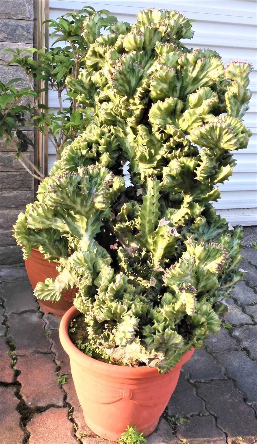 哪些多肉植物不能叶插,哪些多肉植物不需要阳光