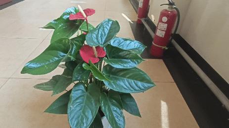 红掌叶子发黄焦边干枯掉叶掉花,红掌叶子枯萎了怎么补救