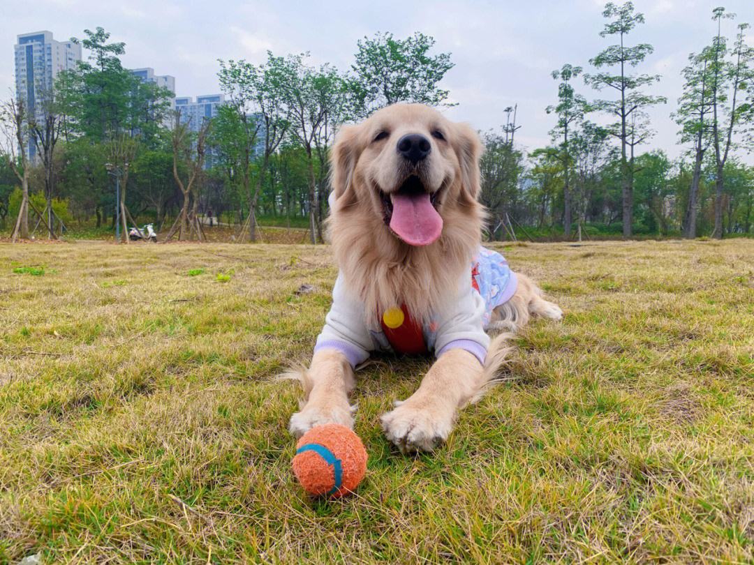 奉劝新手养狗别选这6种狗狗,这些养狗狗的诀窍你一定要知道