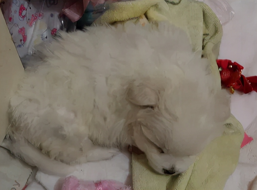 出生20天的小狗呕吐要如何治疗,小狗吐奶吐的厉害怎么办