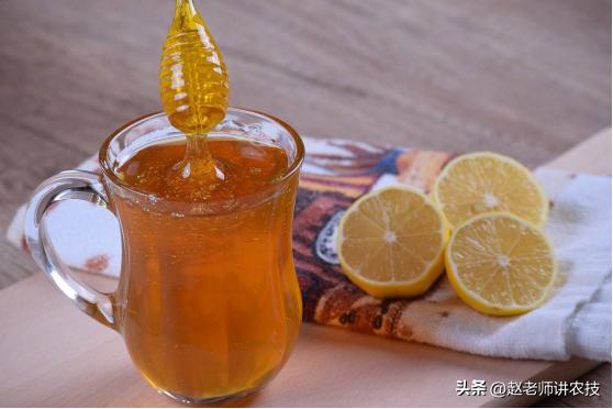 辛苦劳作的蜜蜂,辛苦的老蜜蜂