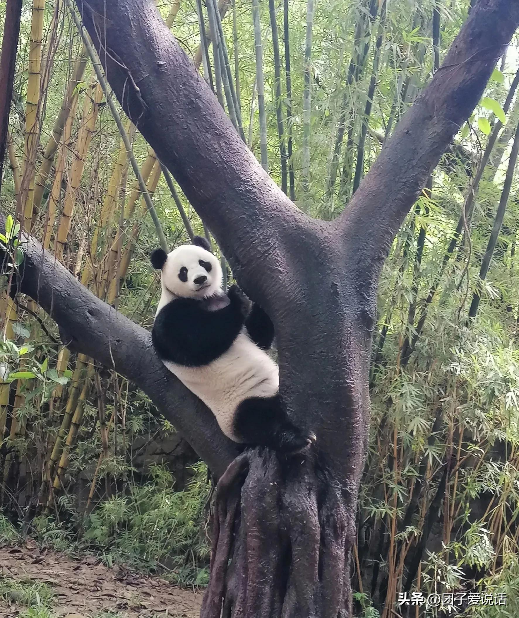广东广州长隆动物世界看大熊猫,认识成都大熊猫