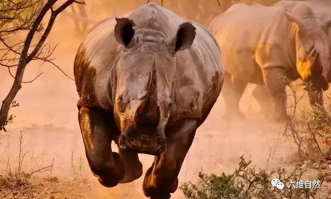 犀牛冲撞车事件,犀牛撞大货车