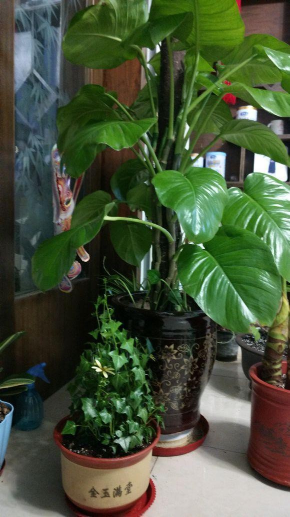 怎样制作绿萝柱长得快,绿萝怎么做成绿萝柱