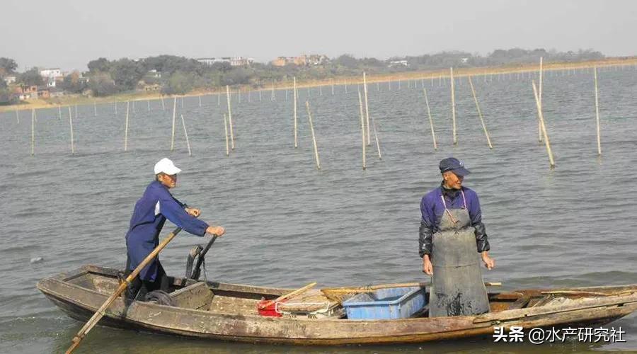 水产养殖如何预防腐皮烂鳃,水产养殖常用的几种病