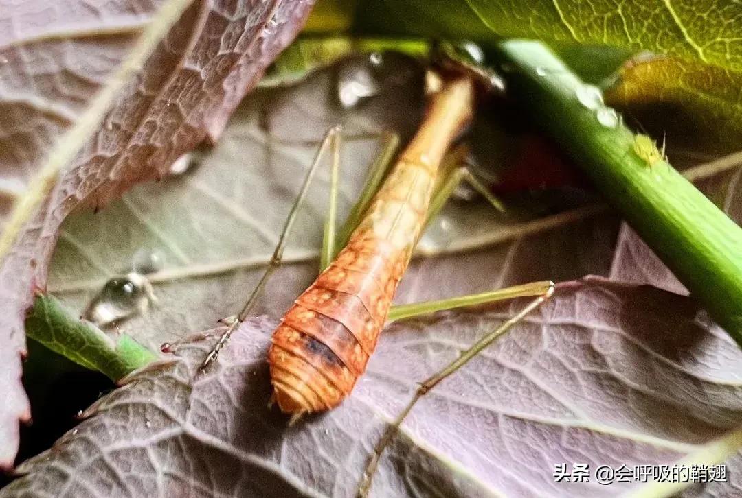 螳螂养殖报告,螳螂饲养观察记录表