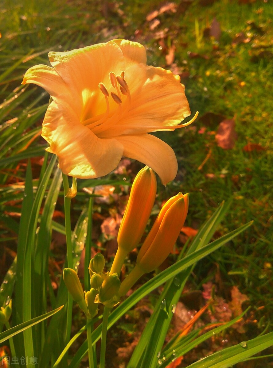 谁言寸草心报得三春晖的解释,谁言寸草心报得三春晖什么意思