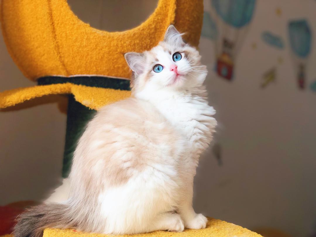 有六大特征的猫有福,什么猫好养比较聪明旺财