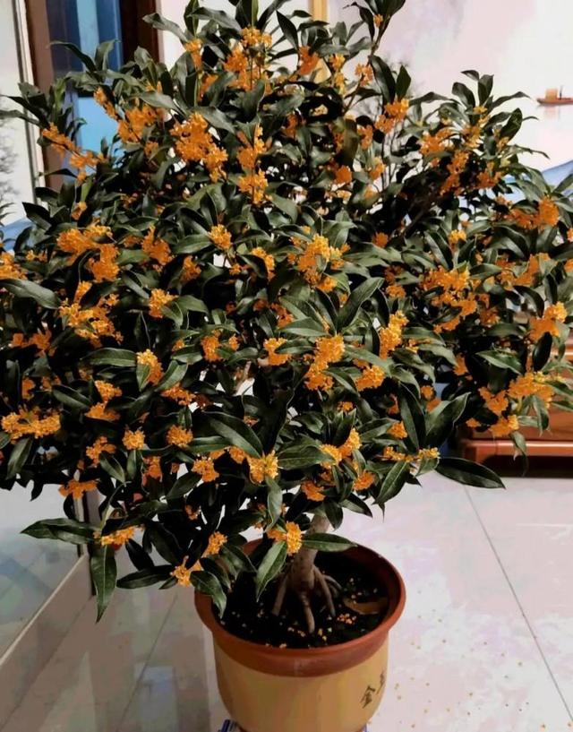 农村自建房庭院门前种什么果树好,东北地区庭院里门前适合种什么树