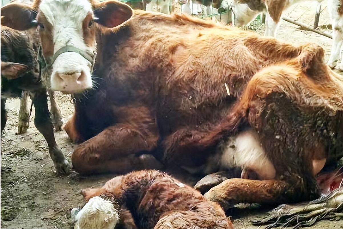 母牛下完犊怎么护理,母牛产后的护理用什么汤最好