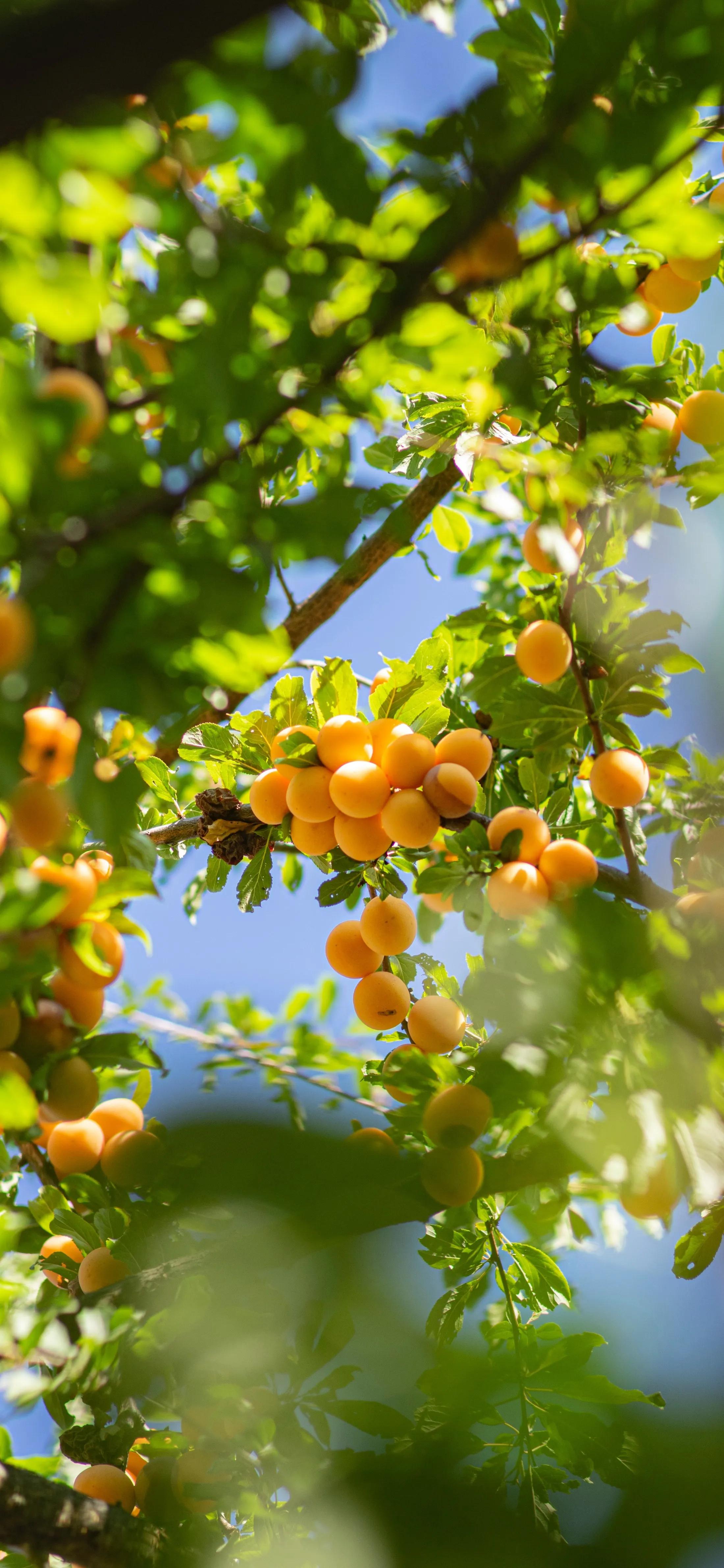 高清壁纸全面屏手机,围棋壁纸高清全面屏